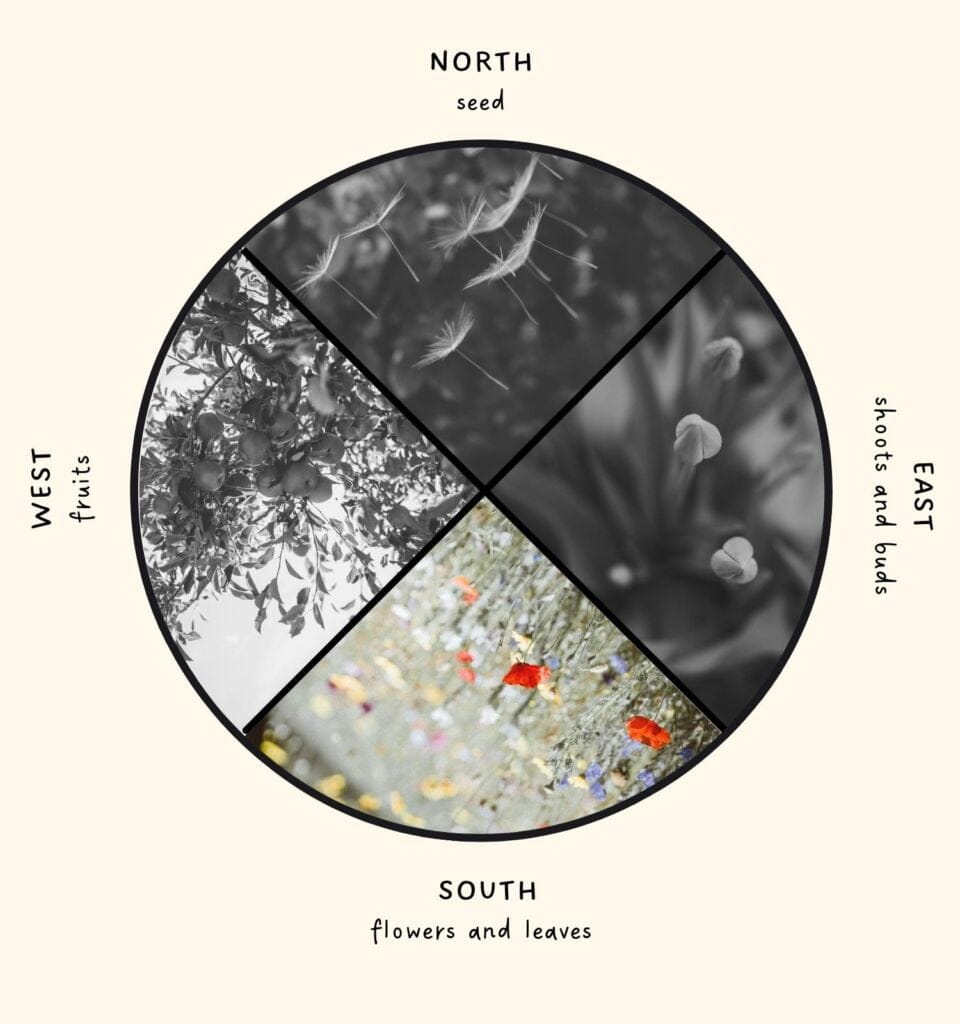 summer solstice - plants