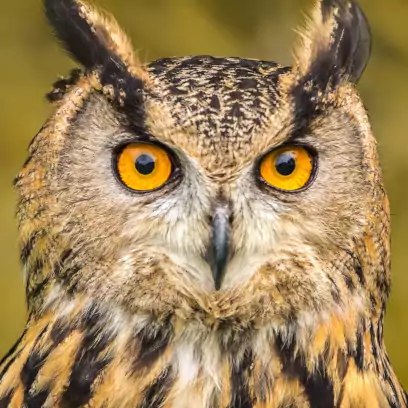 resources and information