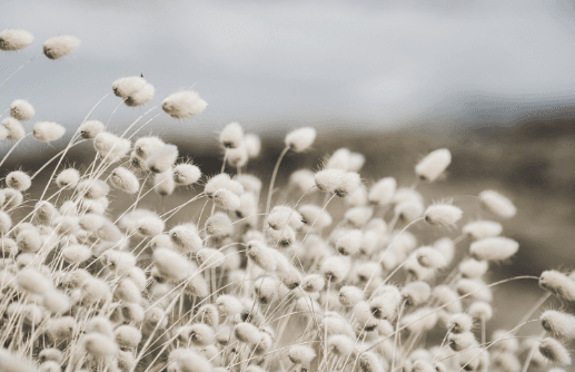 shamanic journey